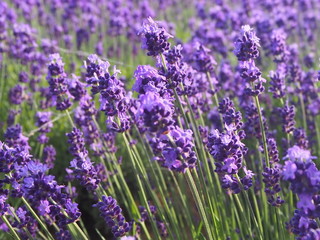 北海道　ラベンダー　幌見峠