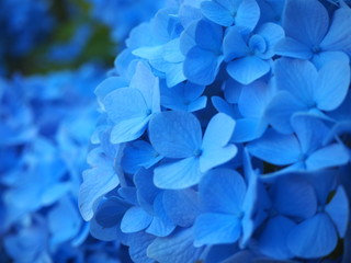 紫陽花　アジサイ　夏