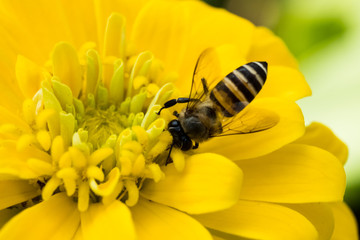 Zinnia and bee