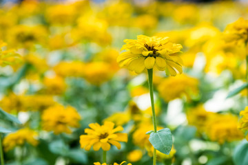 bloom yellow Zinnia