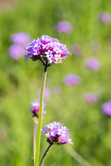 verbena bonariensis flower