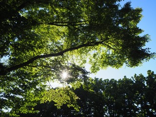 夏　木漏れ日