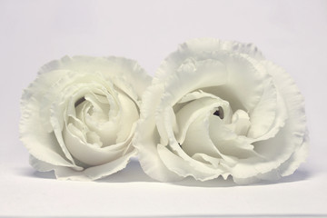 two white roses on a white background