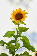Vertical photo of one very tall sunflower growing on a summer day in August