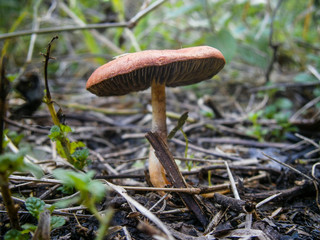 Hongo seta
