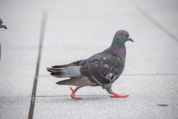 路上のハト