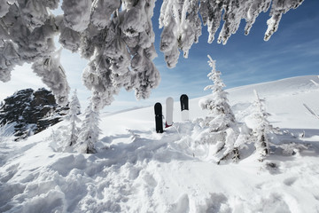 Beautiful view of snowboards standing in snow powder in winter snow-cowered forest and hills, freeride in sunny day