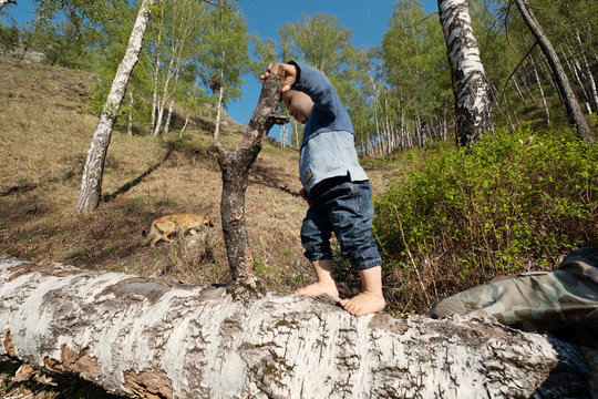 kid and dog walking in mountains, child playing and hiking on the tree
