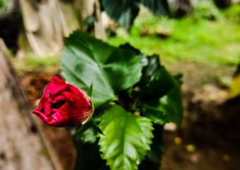 red rose in the garden