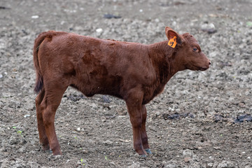 Profile of Red Poll calf standing in cattle lot