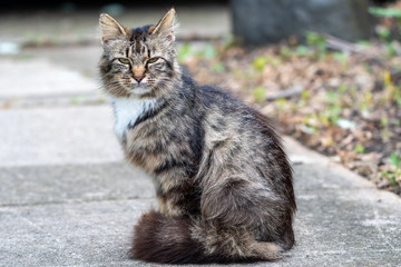 Long haired farm cat sitting on a sidewalk with her tail wrapped around her feet