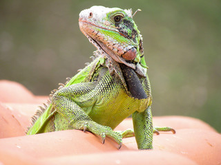 lizard on the roof