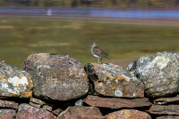 Common sandpiper photographed in Scotland, in Europe. Picture made in 2019.