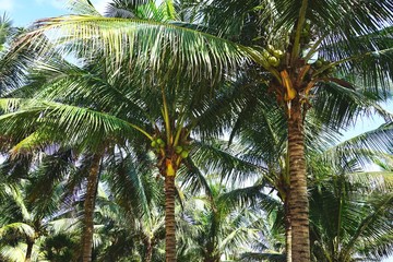 Lush tropical coconut palm trees with blue sky visible through the huge green fronds