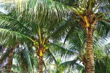 Fototapeta na wymiar Looking up at tropical palm trees loaded with coconuts in rural Southeast Asia