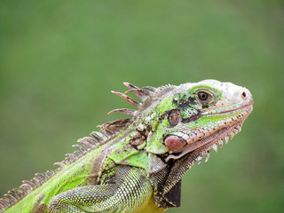 iguana
