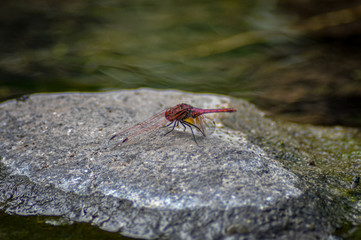nature