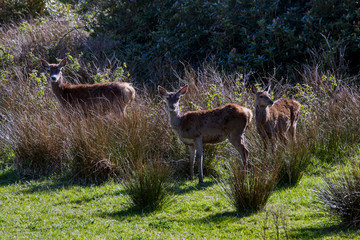  Red deer photographed in Scotland, in Europe. Picture made in 2019. © Leonardo