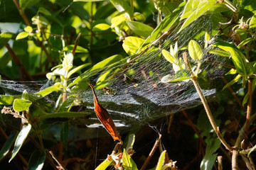 a spider's web stretched between the branches of a honeysuckle