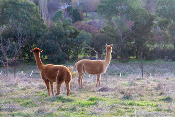 llama's in a field on a farm on a cold winters day