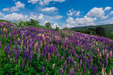 A field of blooming Lupine flowers - Lupinus polyphyllus - garden or fodder plant