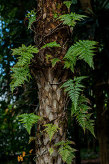  Copernicia prunifera also know as Carnauba Wax Palm