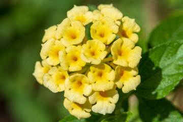 Common lantana (Lantana camara), yellow or gold color, macro shot - Davie, Florida, USA