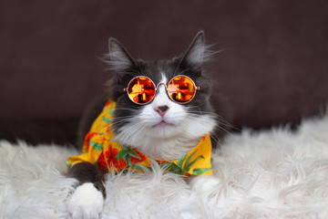 Domestic medium hair cat in yellow summer shirt wearing sunglasses lying and relaxing on Fur Wool Carpet. Blurred background. Relaxed domestic cat at home, indoor