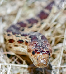 Adult Pacific Gopher Snake head details. Baylands Nature Preserve, Santa Clara County, California, USA.