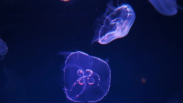 Beautiful jellyfish swimming in aquarium.