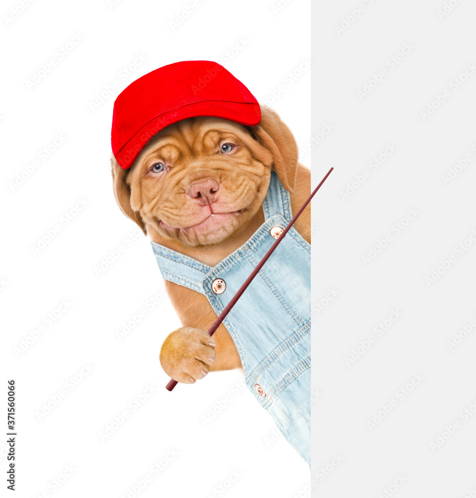 Poster Smiling puppy wearing overalls and red cap points on empty white banner. isolated on white background