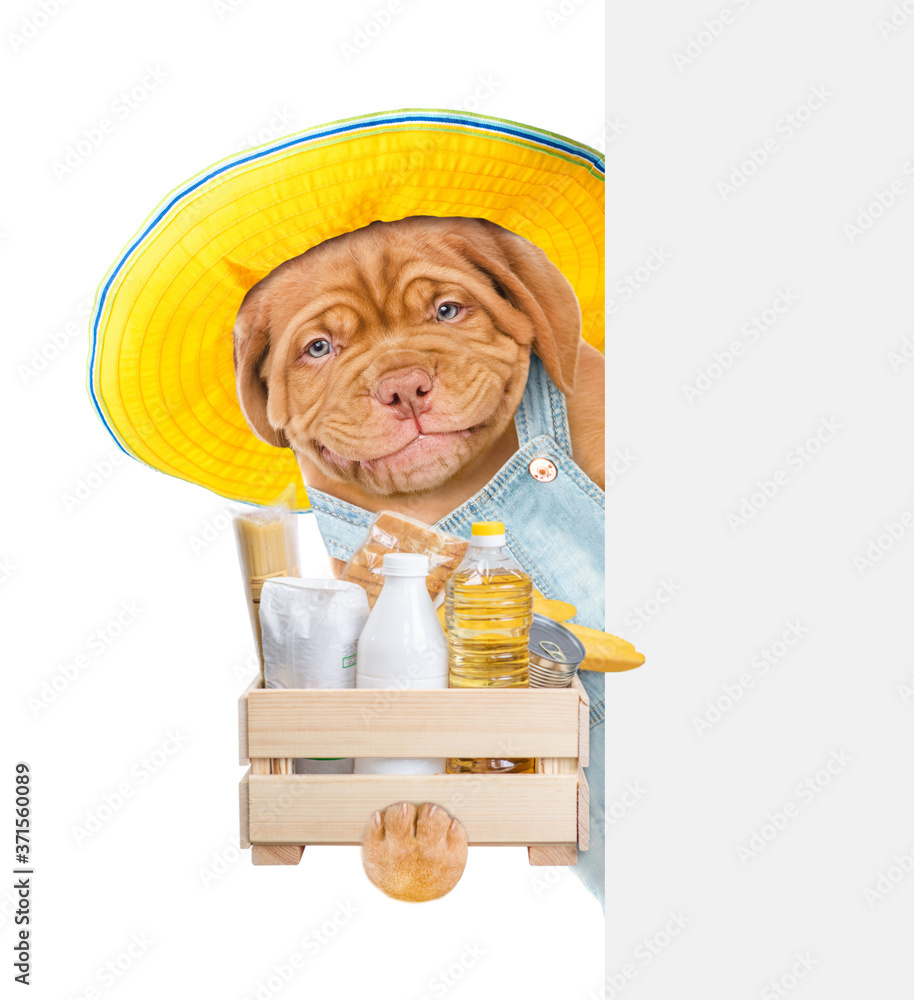 Poster delivery dog wearing summer hat and overalls holds box with grocery and looks from behinde empty whi