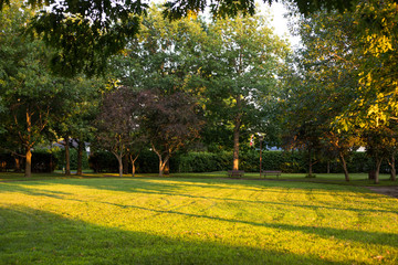 Trees in the park in the evening