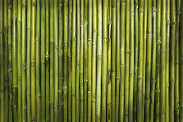 green bamboo wood texture for defence garden wall