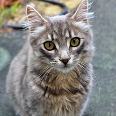 close up portrait of a cat