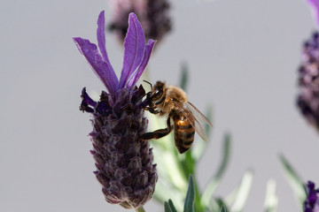 Honey Bee pollinating Spanish Lavender - Apis mellifera pollinating Lavandula stoechas