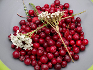 カナダの野生のベリー