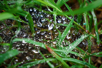 The rainwater on the spider web after the rain stopped.
