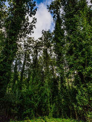 Obraz premium trees in the forest