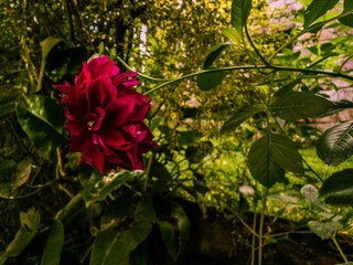 red rose in the garden