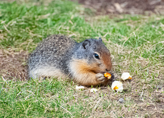 a ground squirrel eating a pop corn  