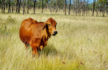 one cow in grassy paddock