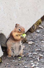 a chipmunk eating a piece of apple