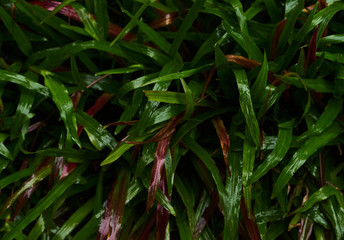 The green grass after the rain