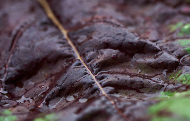 Close-up view the wet leaf