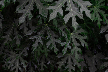 Dark green natural background.Green natural leaves in garden making pattern backdrop. No main focus,lowkey shot concept.