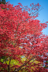 Colorful trees with beautiful red leaves foliage during the Momiji autumn season in Japan