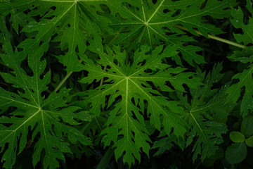 Fresh and green leaves,Natural backgrounds.lowkey shot concept.