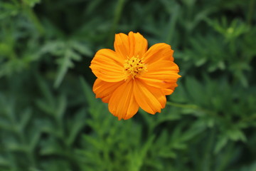 野原に咲くキバナコスモスのオレンジ色の花