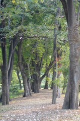 green garden in country Thailand